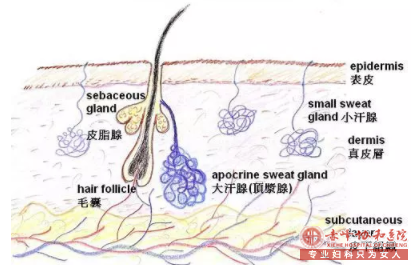 大连科学除腋臭该怎么做？快来看看吧!!